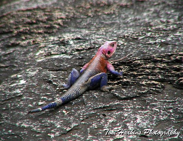 Patriotic lizard.jpg